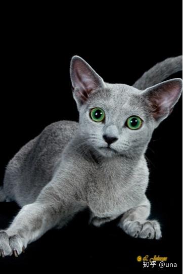 世界三大蓝猫：英蓝、法蓝、俄罗斯蓝