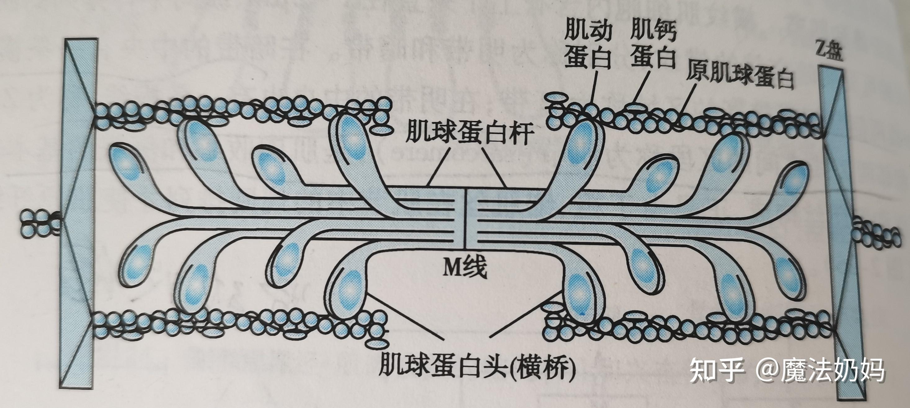 为什么横纹肌收缩时明带会变短