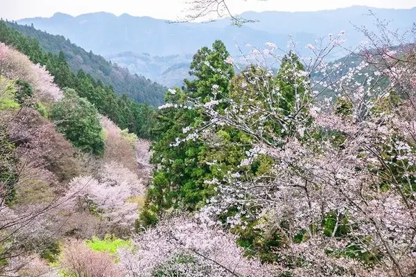 此生必去的赏樱绝景路线 避开人潮带你去吉野山看樱花海 知乎