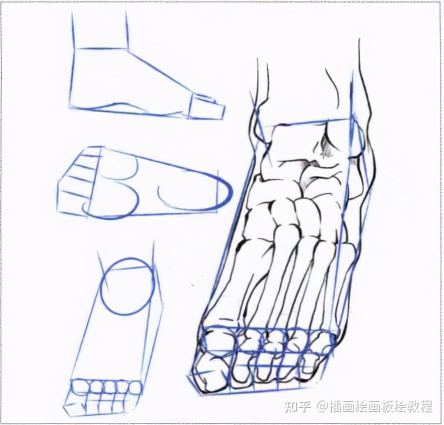 绘画教程漫画人物手脚怎么画绘画萌新该学的人物手足画法教程