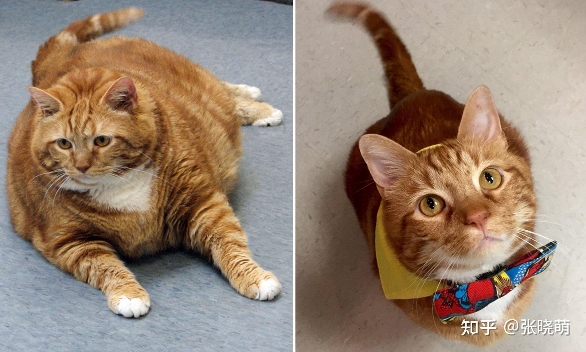 为什么 tbbt 里的 penny 越来越胖了? - 知乎