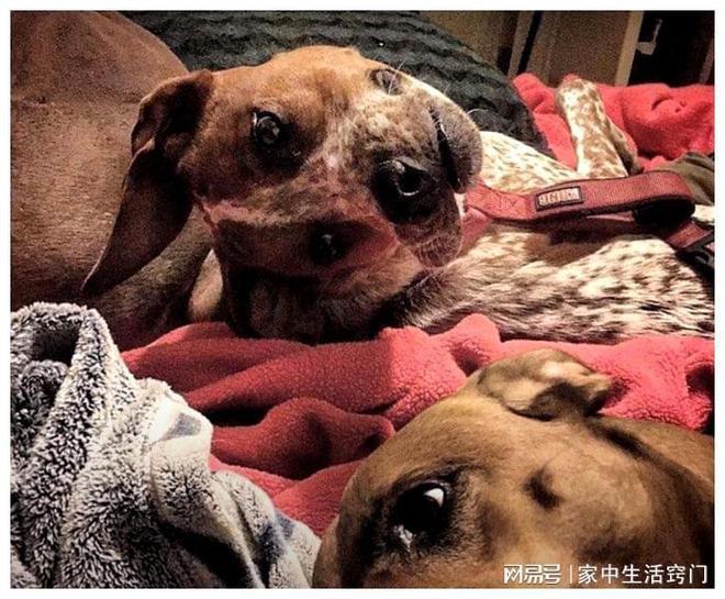 36张让人迷惑的错觉照片看了两遍才看懂绝对没有ps