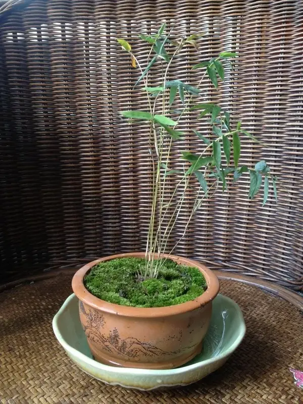 米竹的鉴赏与养护管理 知乎