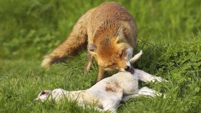 为什么《猫和老鼠》被称为经典,而《喜羊羊与灰太狼》会被很多人说