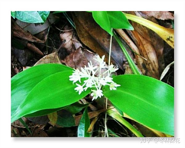 5月13日生辰花 生辰花大全1月至12月 9月6日的生辰花是什么