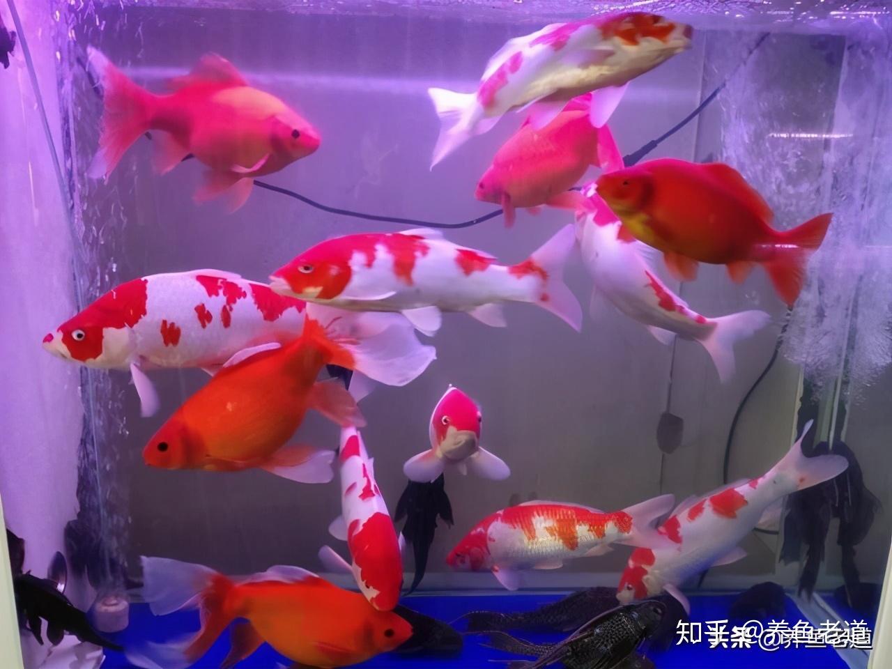v2-a1fa343e270816a3d6e11c2b4c20a564_r.jpg
