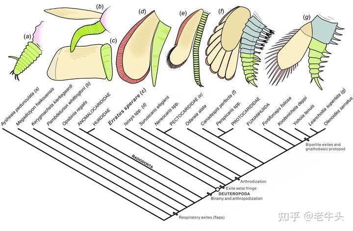 节肢动物，恐虾纲，异虫纲三者之间的演化关系是怎样的？