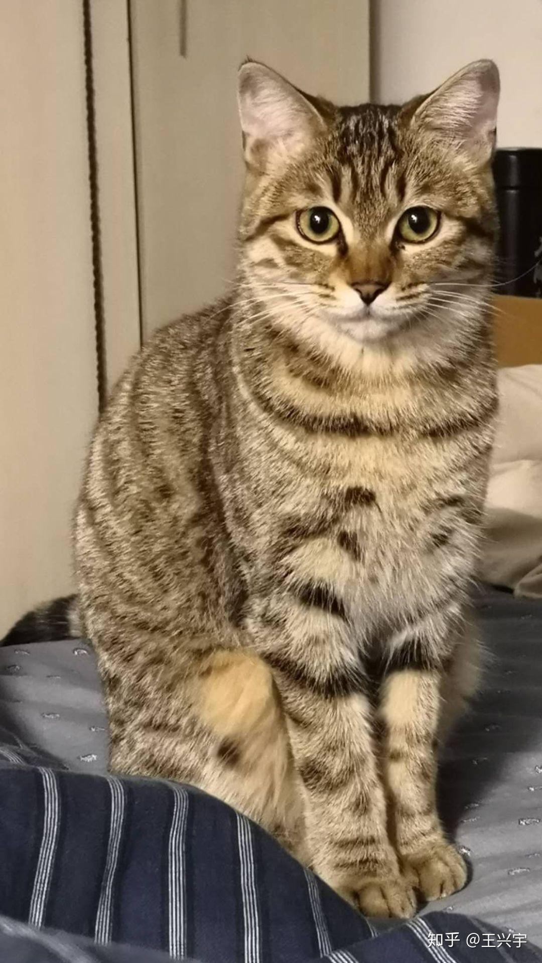 狸花猫可以漂亮到什么程度