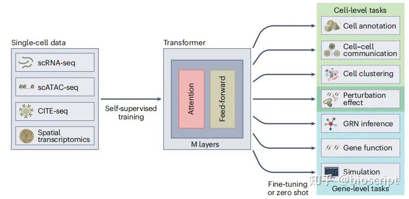 Transformer Cell Nature Methods | Transformer 在单细胞组学中的应用:综述与新视角 - 知乎