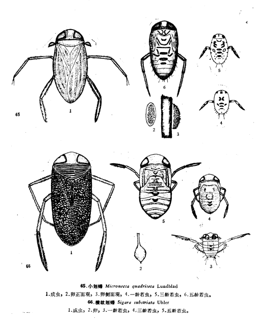 仰泳蝽是划蝽吗?