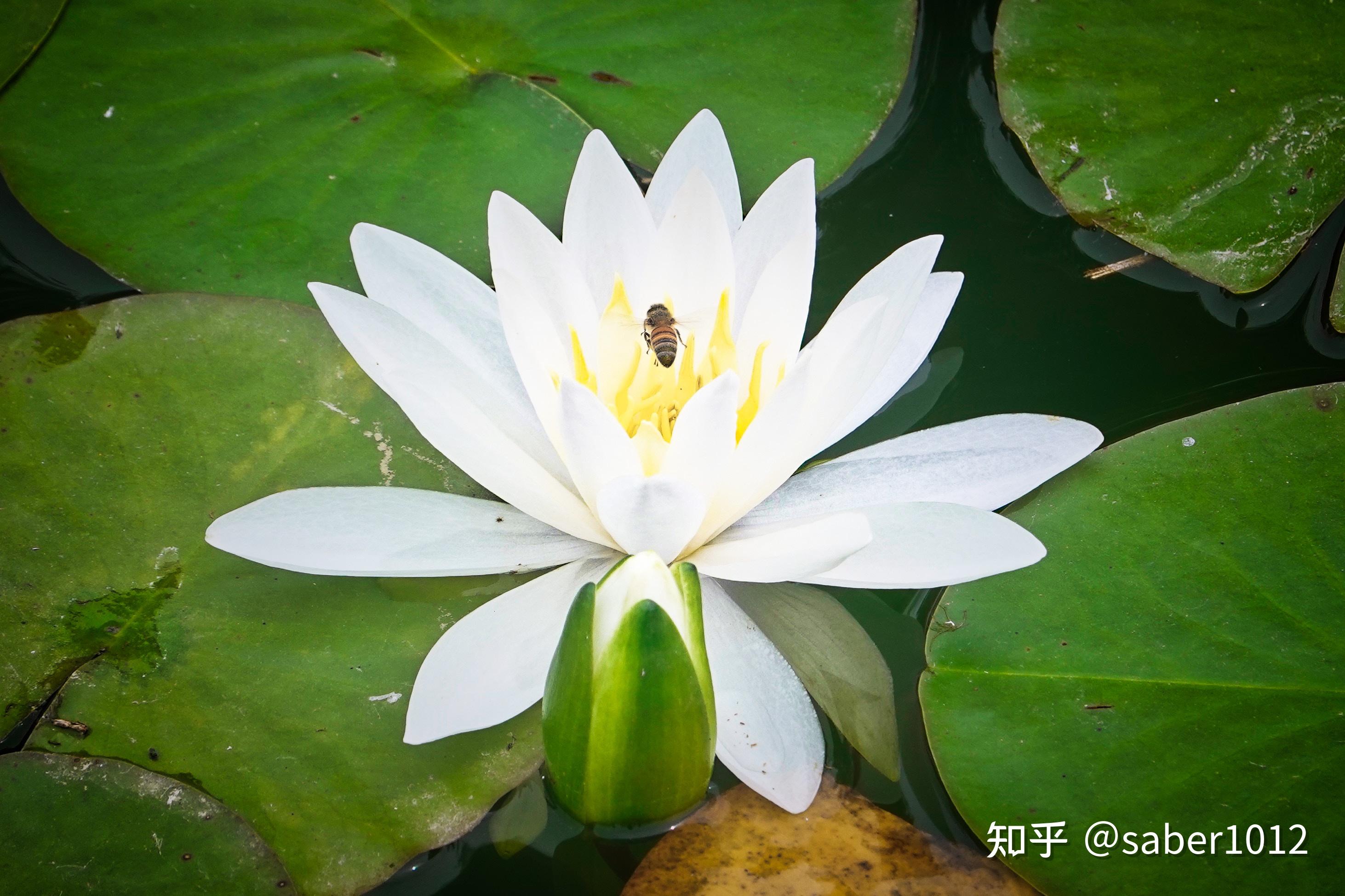 可以分享一下你用长焦镜头拍的照片吗? - 知乎