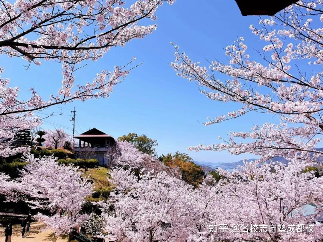 2024年日本绝美樱花季带你开启赏樱之旅