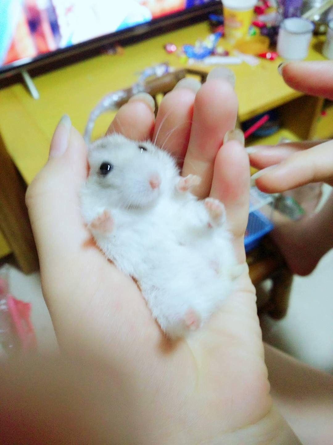 养仓鼠是怎样的体验?