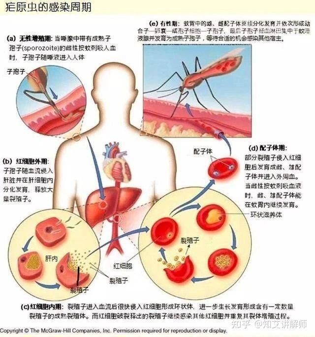 请问一下,如果有一只刚吸完艾滋病患者血的蚊子,我拍死它,然后它体内
