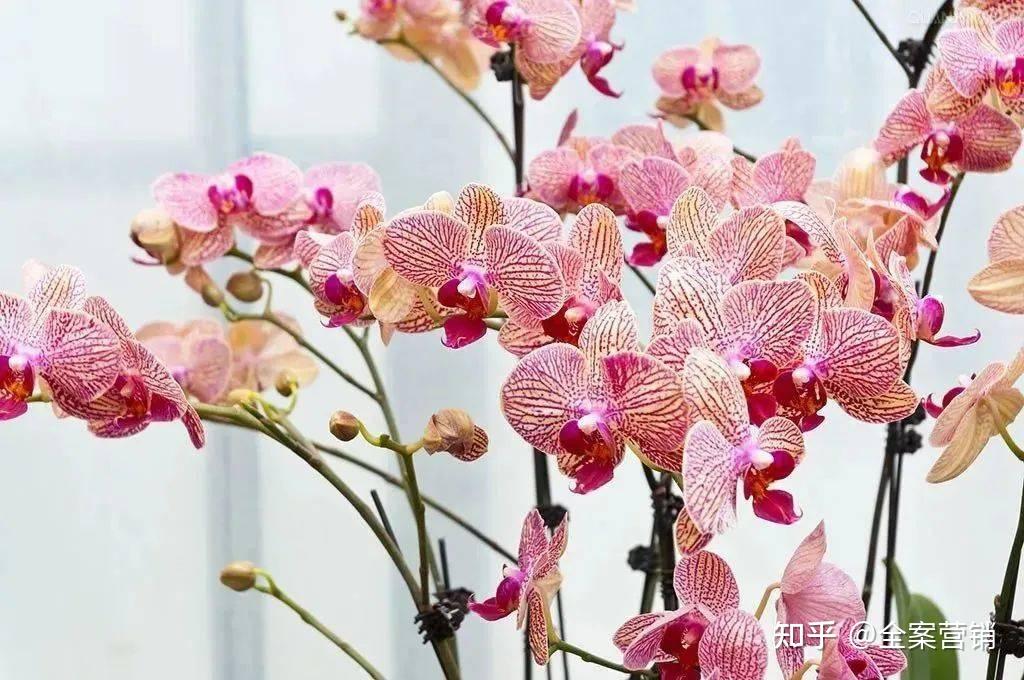 争创天府旅游名县|2023开年旅行,来华蓥赴一场冬日风雅之约