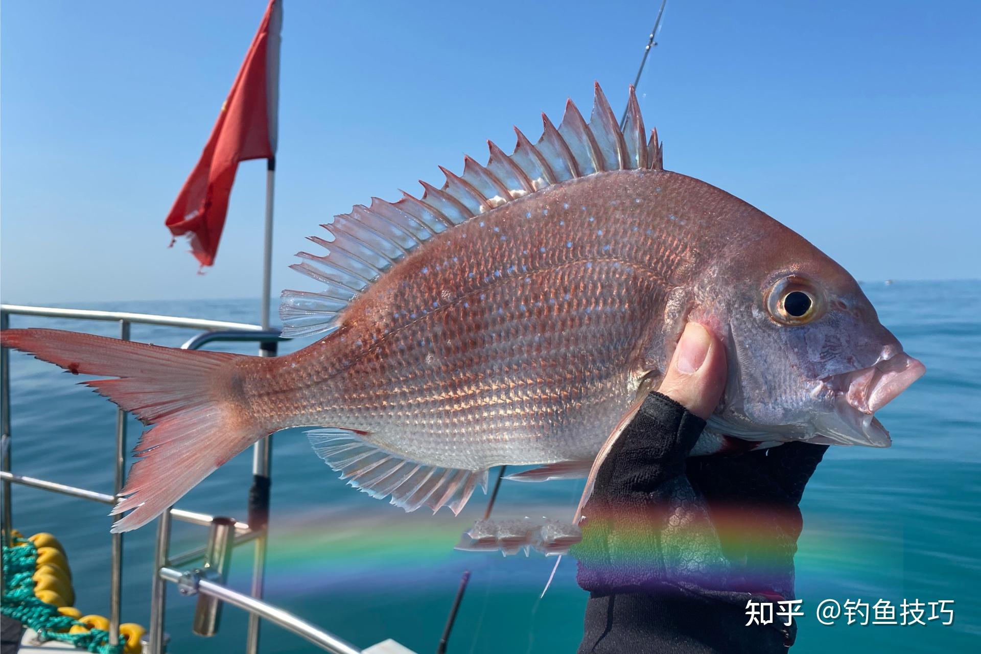 5月份海钓真鲷的4个技巧 - 知乎
