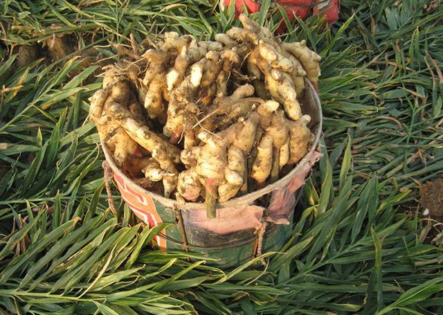 大姜根腐病死苗怎么办大姜软腐烂根病防治用肥大姜烂根病防治用根小子