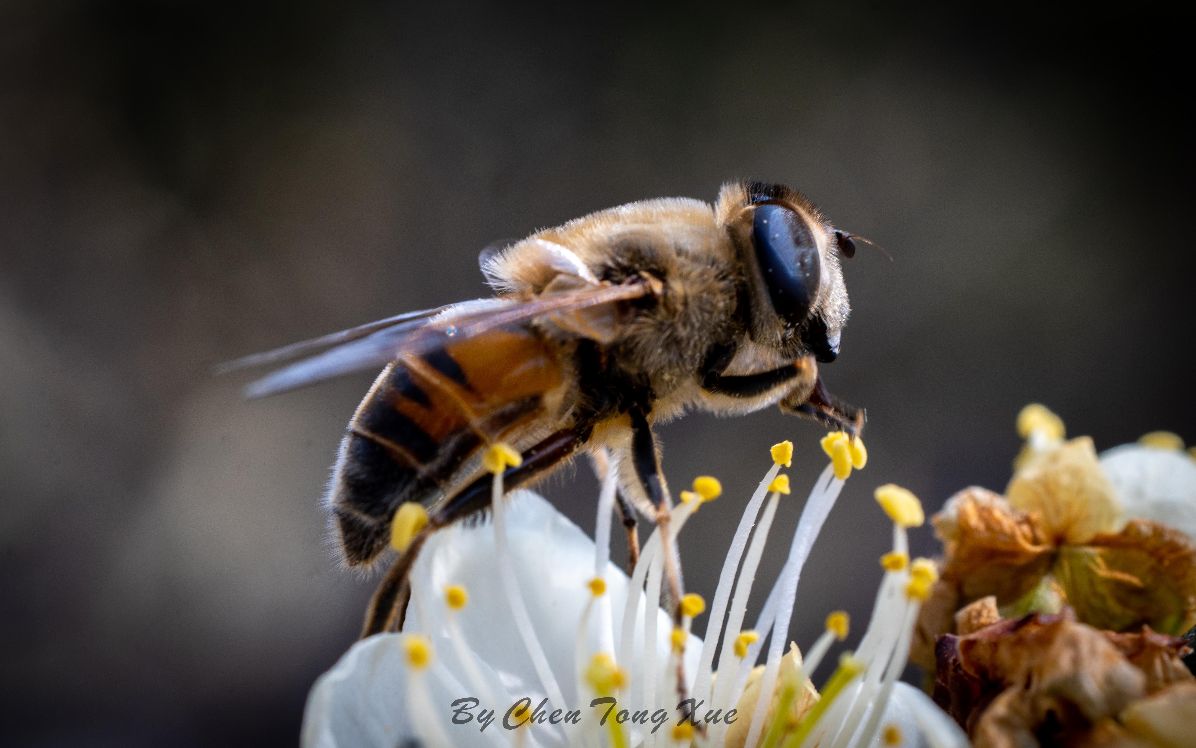 索尼镜头推荐国产高性价比微距镜头七工匠60mmf28实测体验分享