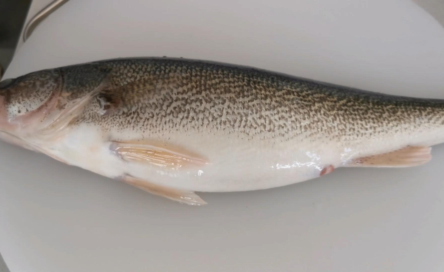 为什么野生鱼的味道比池塘里养的鱼味道好?