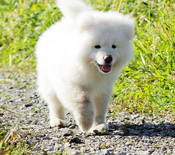 秋田犬与柴犬的如何分辨 知乎 秋田犬与柴犬的如何分辨 知乎