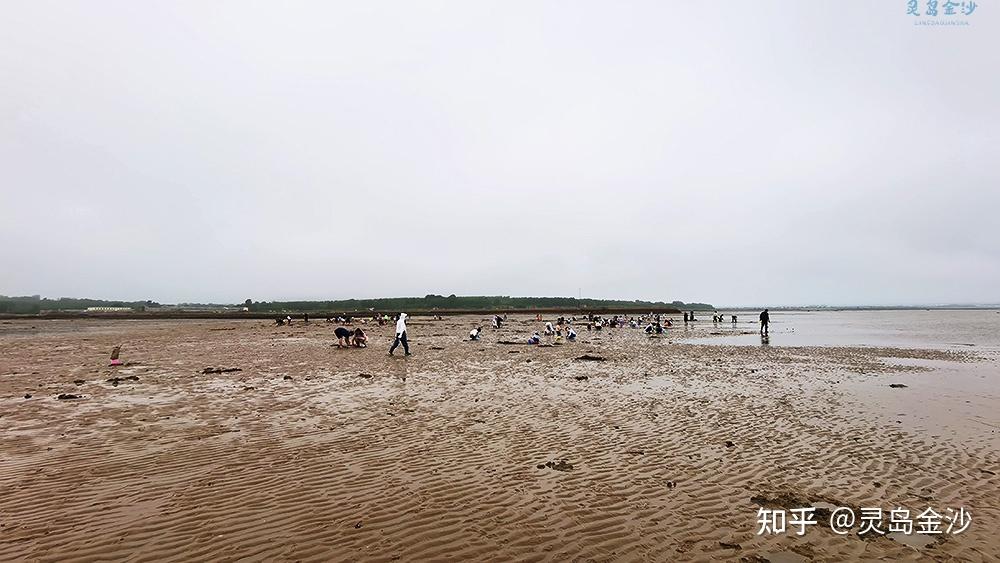 青岛金沙海洋牧场端午小长假人气爆棚