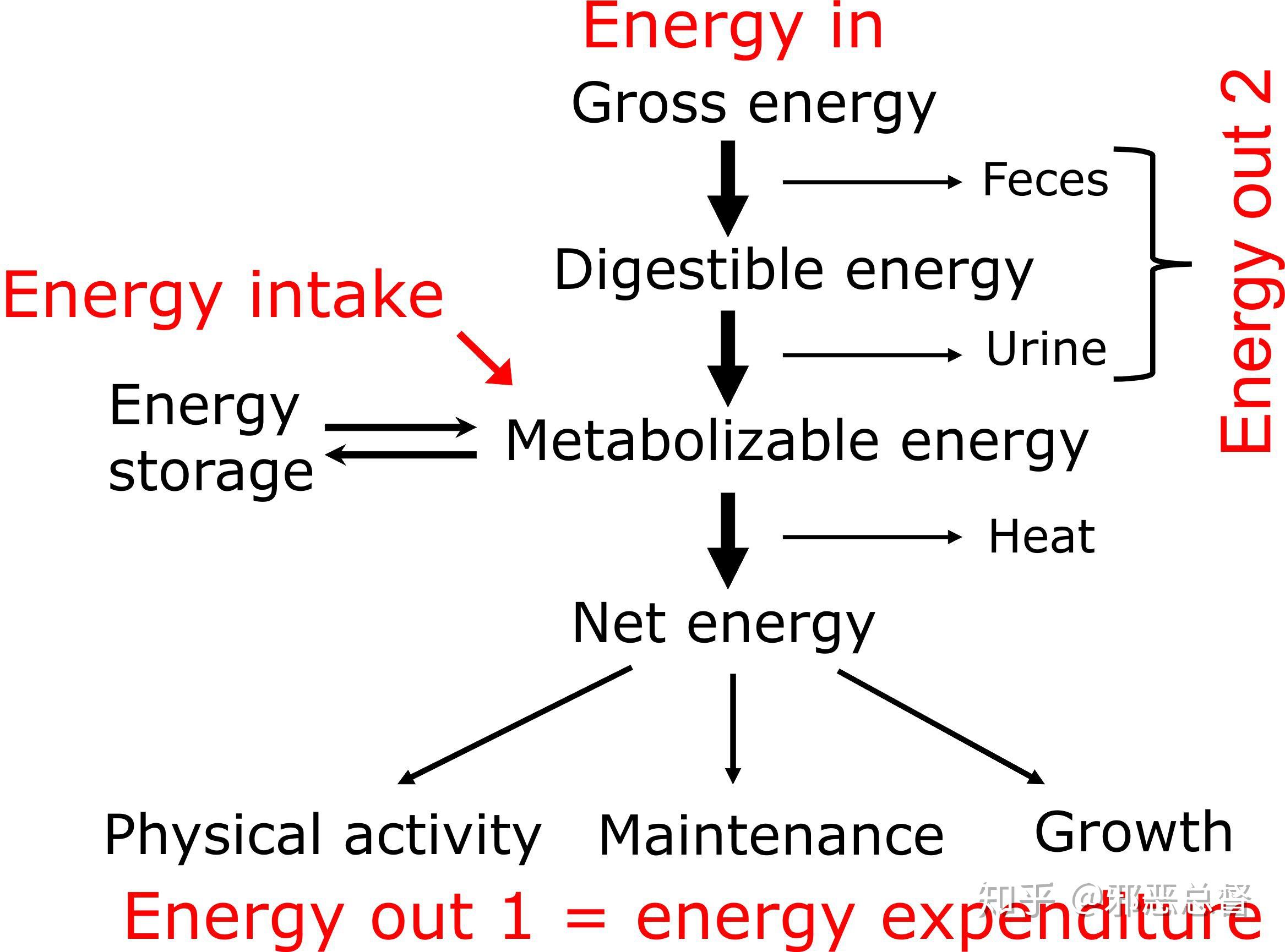 Energy homeostasis and energy balance 能量稳态和平衡 - 知乎