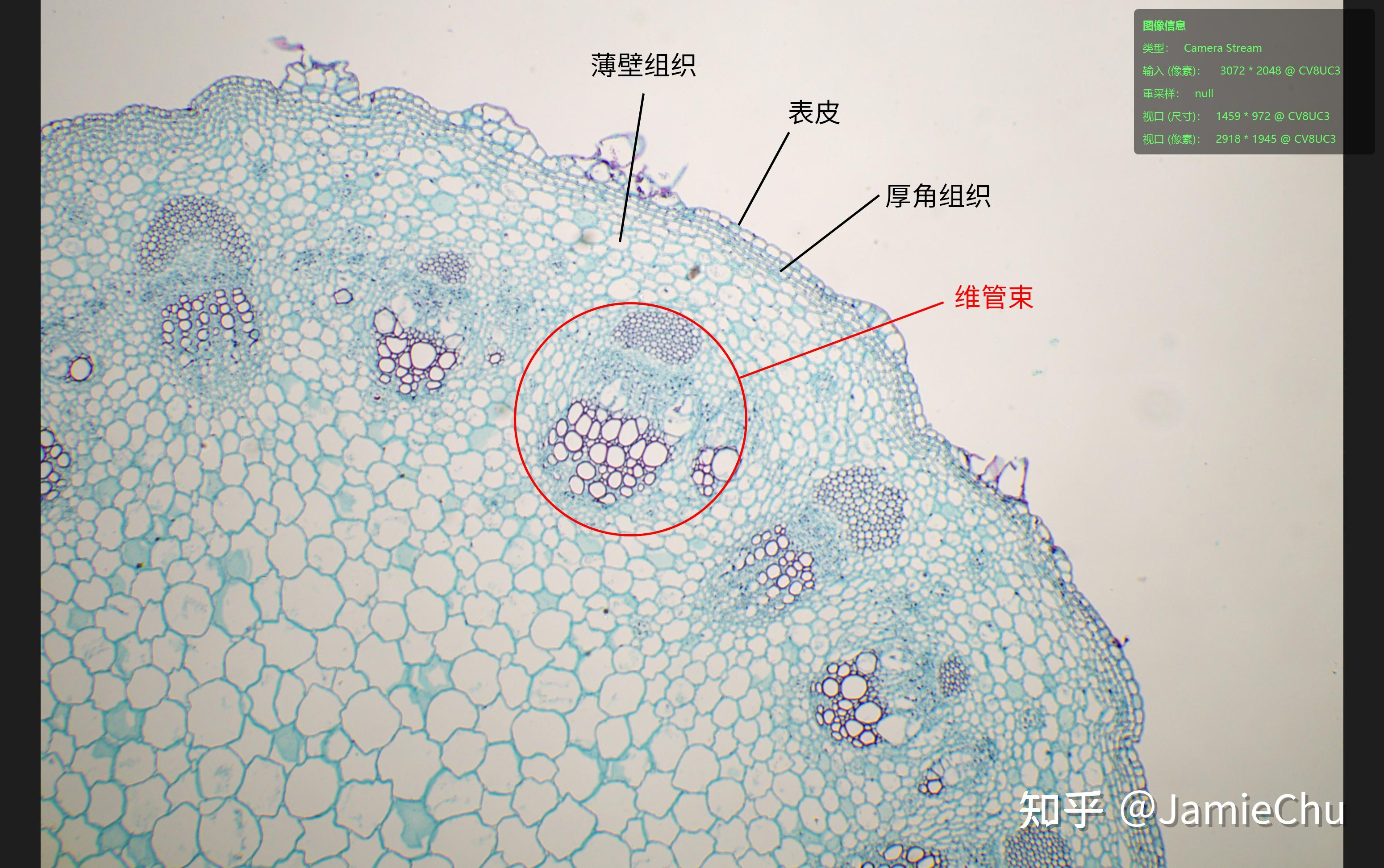 蓖麻幼茎横切结构图图片