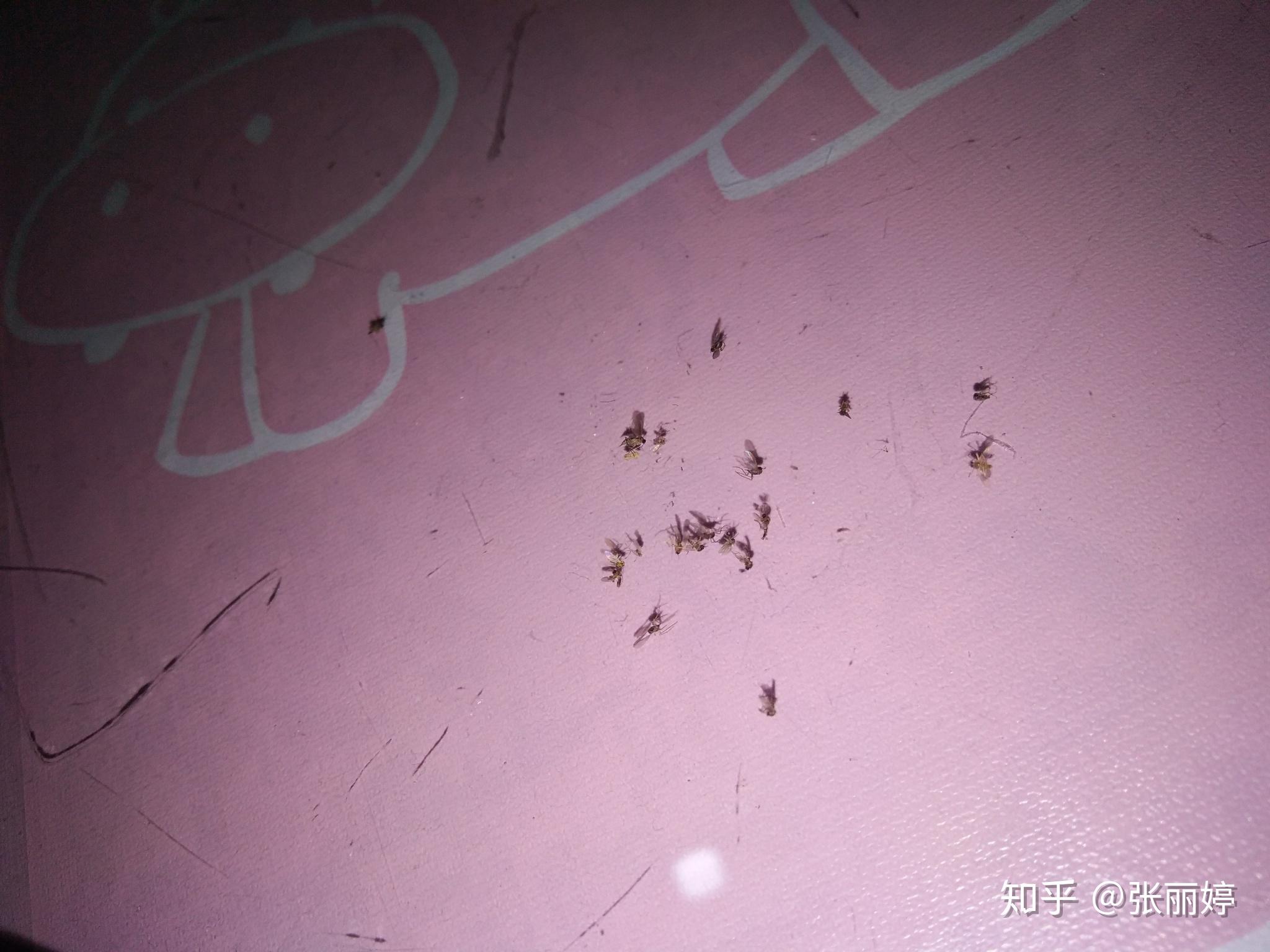 房间出现很多死虫子