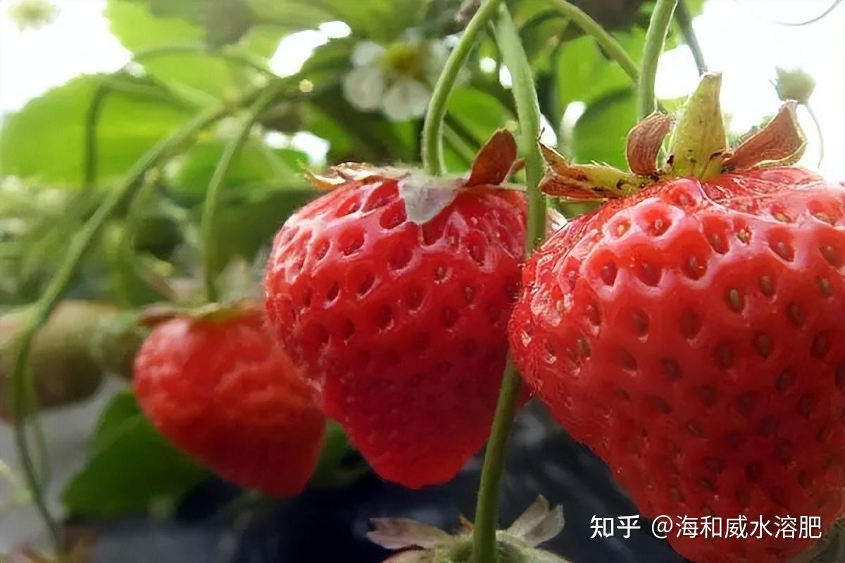 草莓施肥草莓大棚种植技术及对温度湿度控制和常见问题 - 知乎
