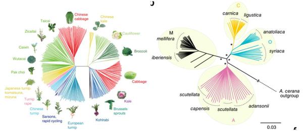 详解进化树 - 知乎