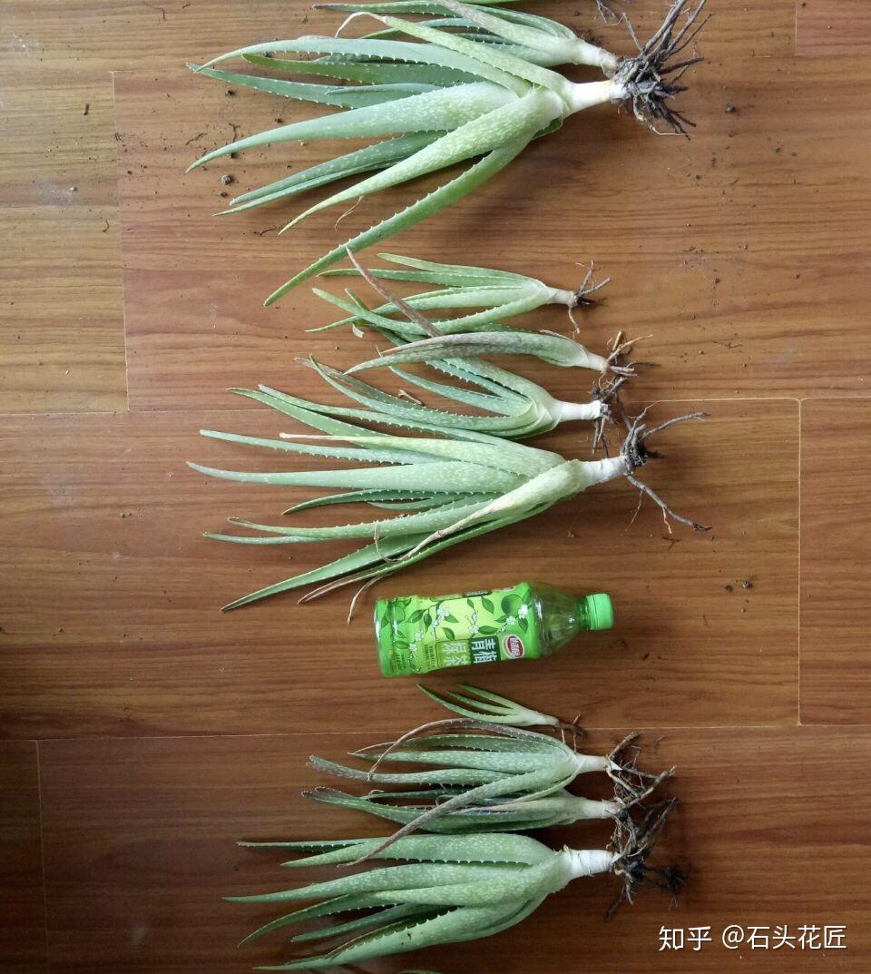 立秋后适合给芦荟换盆分株1盆能变20盆小崽子变大苗