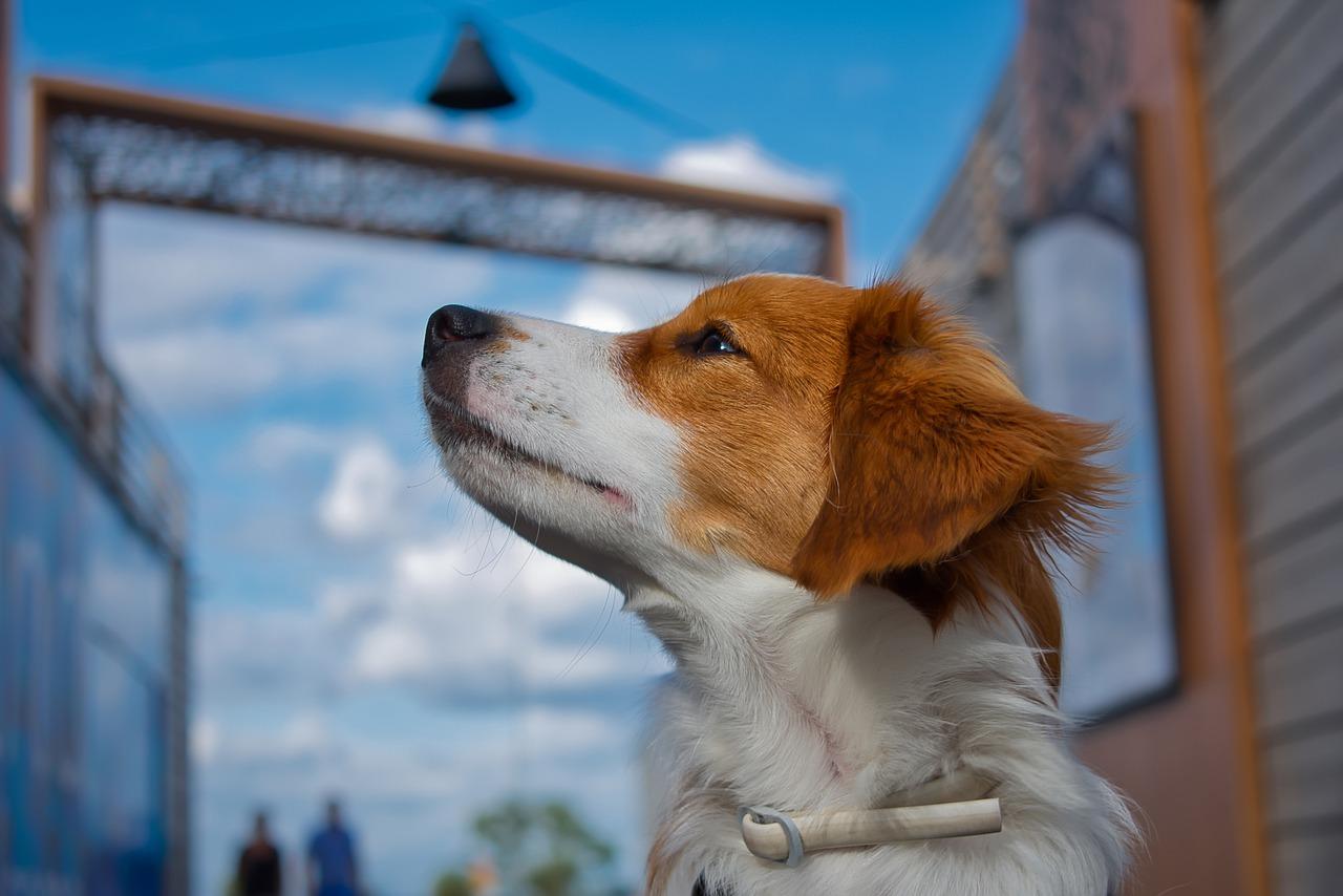 家公生日送什么