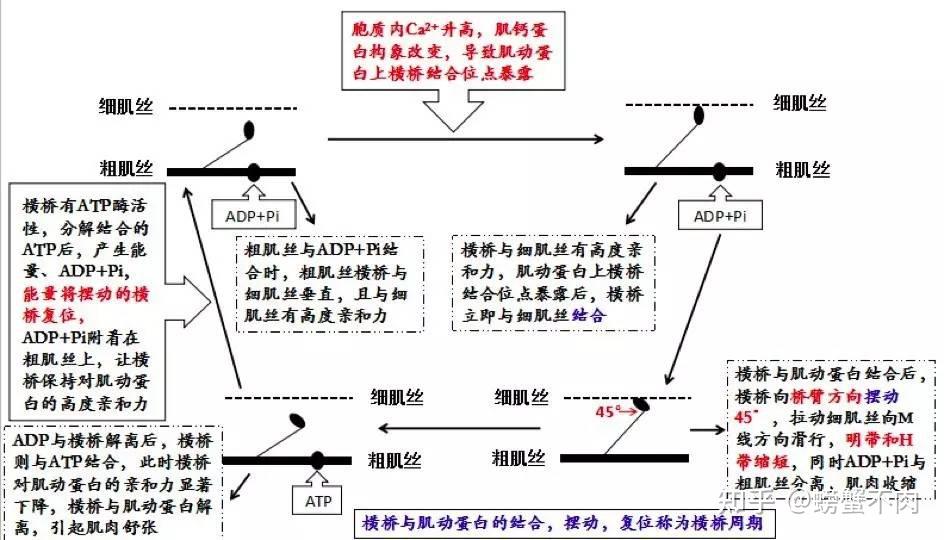 骨骼肌收缩示意图图片