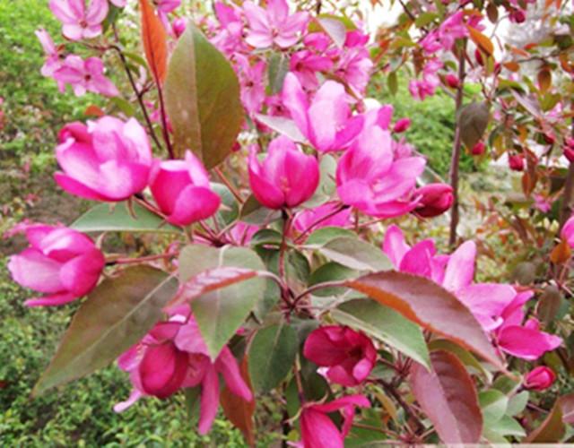 13个品种的海棠叫出来超过3种名字的都很少