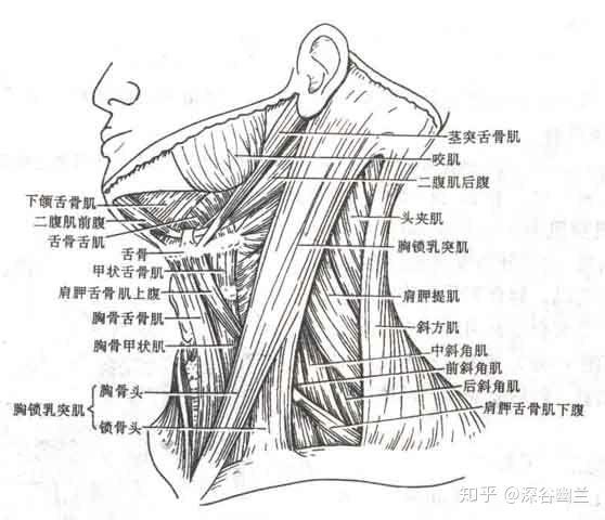 读书笔记二腹肌其他舌骨肌和颈前部肌的触发点