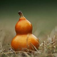 元悦麻麻的宝葫芦