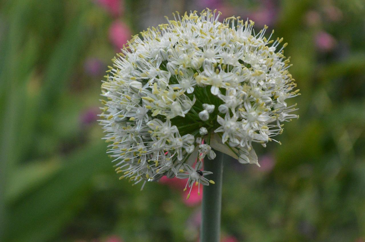 韭菜什么时候种好