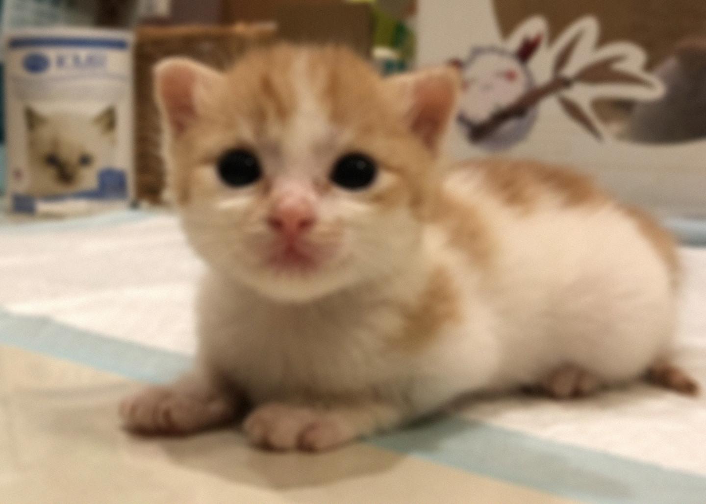 刚出生的小奶猫，怎么养？ - 知乎