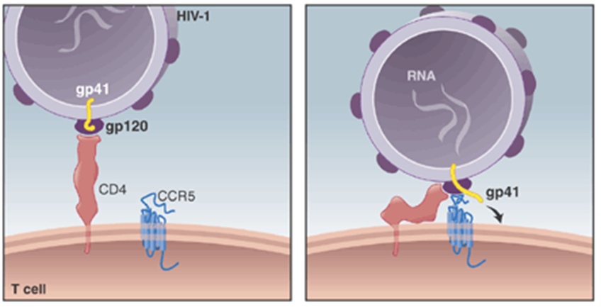 Discovery Studio应用案例：抗HIV药物CCR5拮抗剂马拉维若耐药机制研究 - 知乎