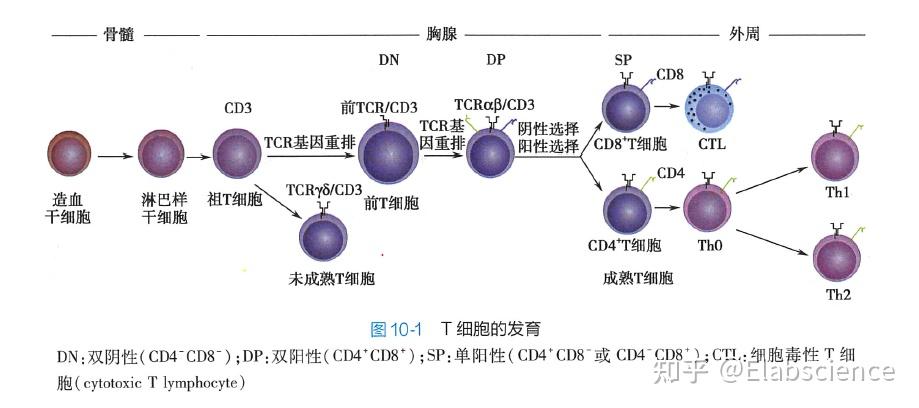流式课堂 | 易被忽略的CD4、CD8共表达细胞——胸腺淋巴细胞 - 知乎