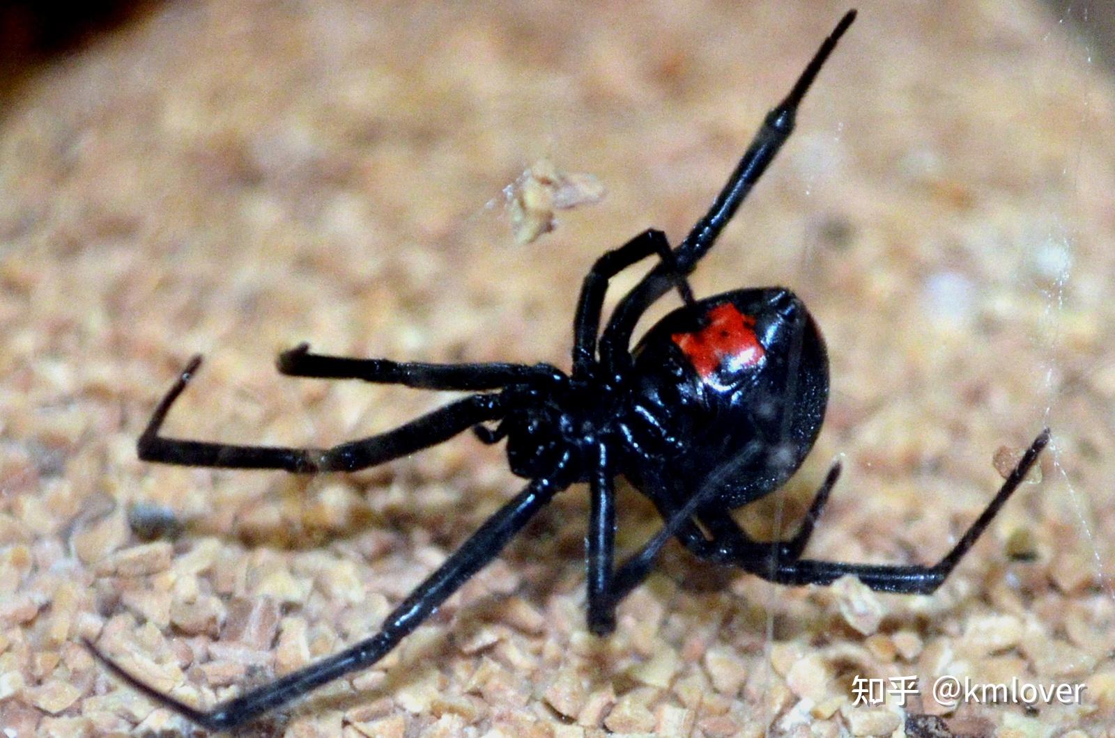 世界上有哪些剧毒的蜘蛛？被它们咬伤后有什么后果呢？ - 知乎