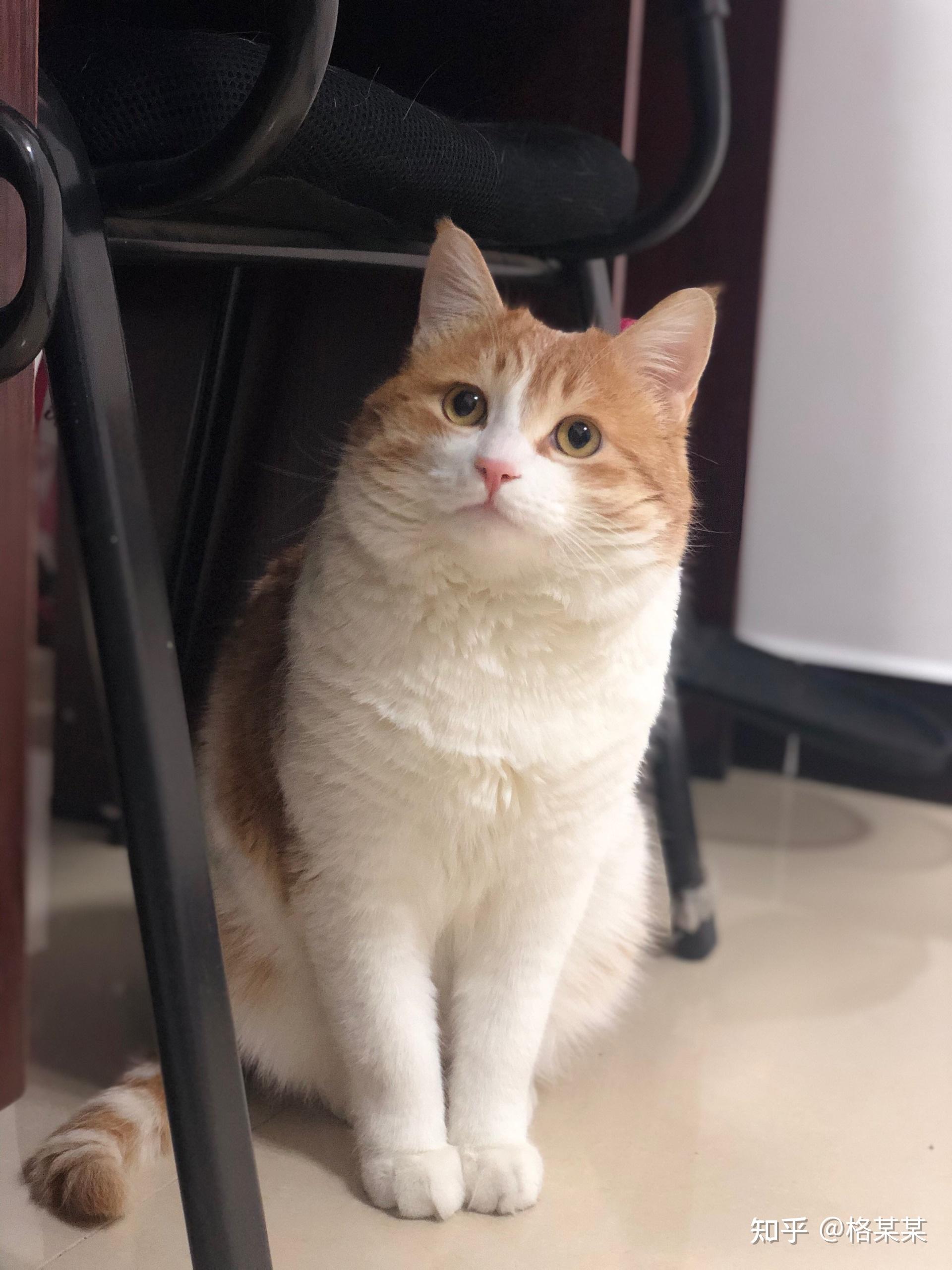 可以给我看看你们的橘猫吗?