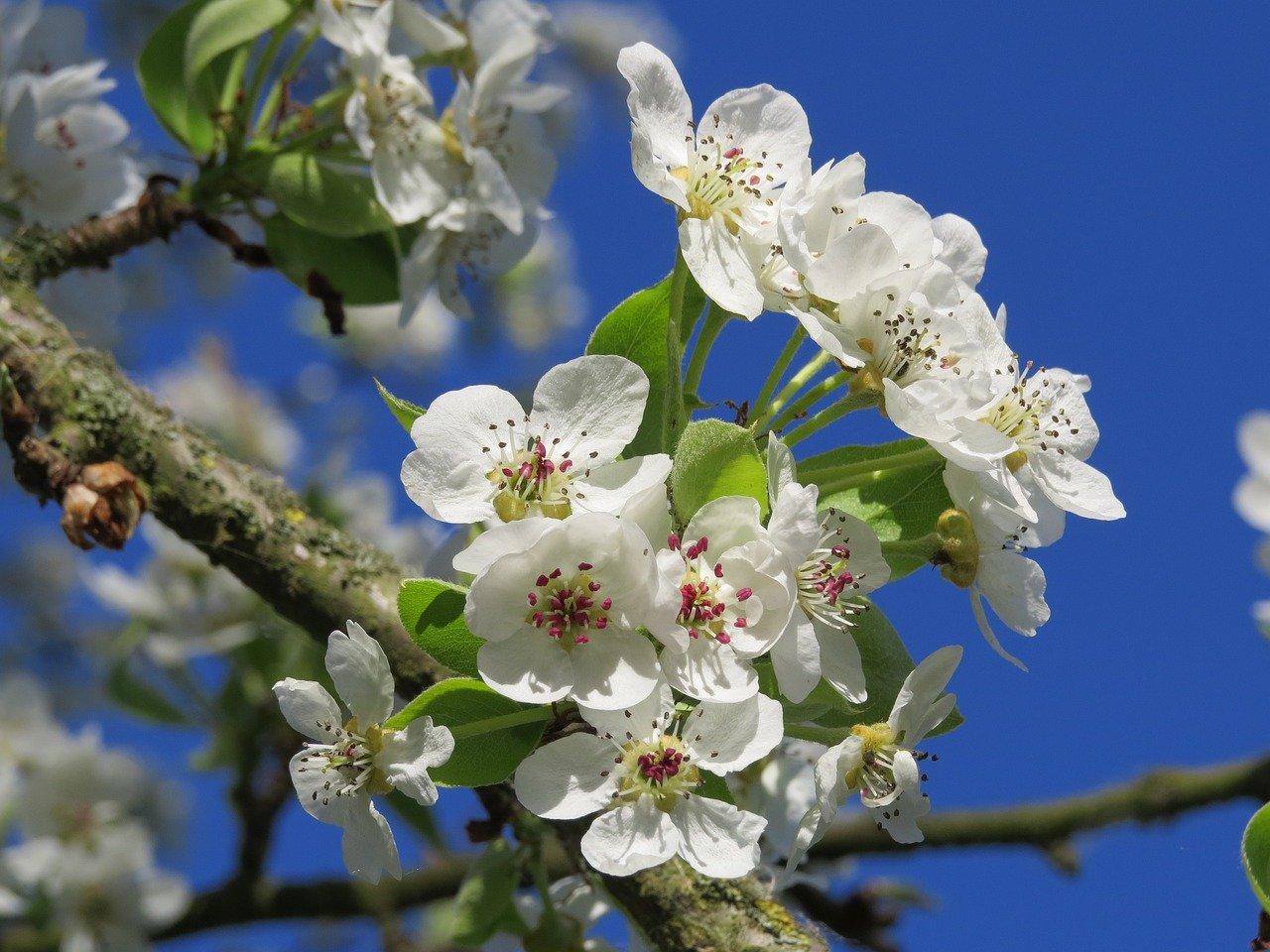 2. 桃树单价揭秘