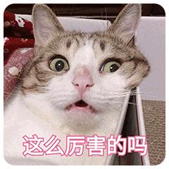 5,表情 | 柴犬哭了,女朋友和隔壁金毛跑了我不是最好的,但我是最耀眼