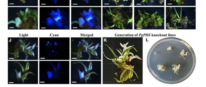 重磅突破!珍珠粟也能进行基因编辑了!效率高达78%-100%!|Plant Physiology - 知乎