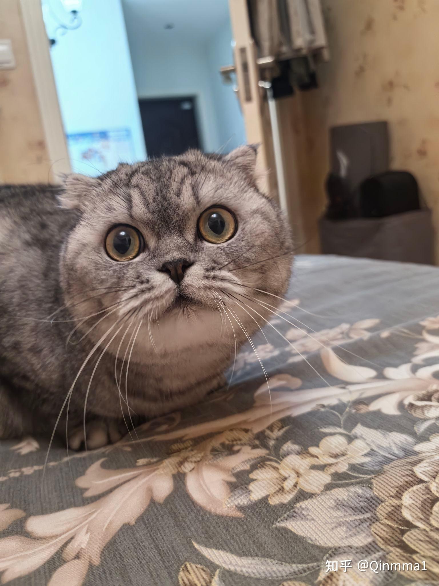 你家猫咪最萌的照片可以让我看看吗