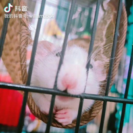 怎么养花枝鼠省钱 v2-a28cabaa2c62ffe7913e43082f0952cb.jpeg