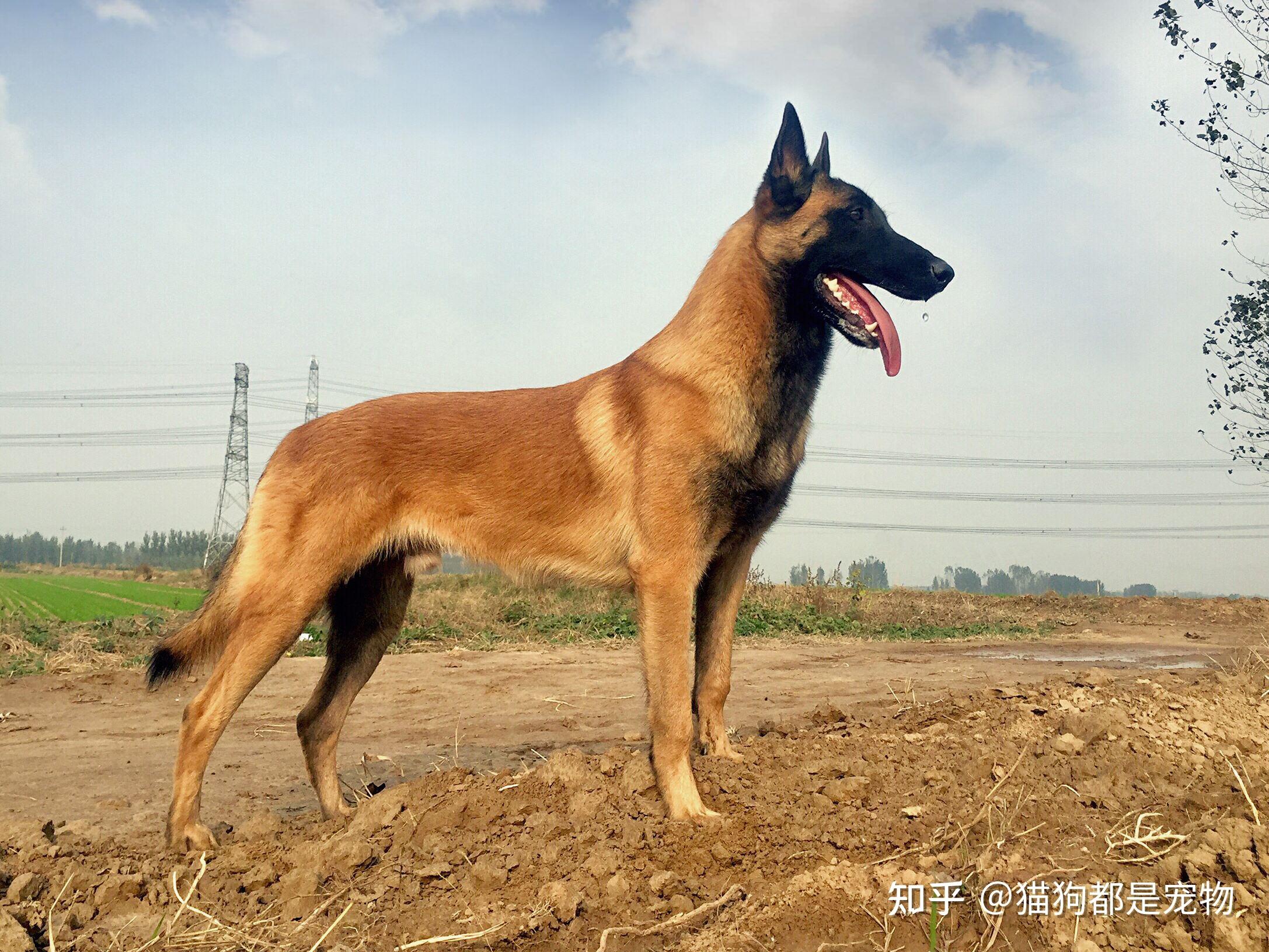 马犬:世界公认的最强工作犬,太有魅力了! - 知乎