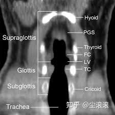 声带比你想象的有趣的多 - 知乎