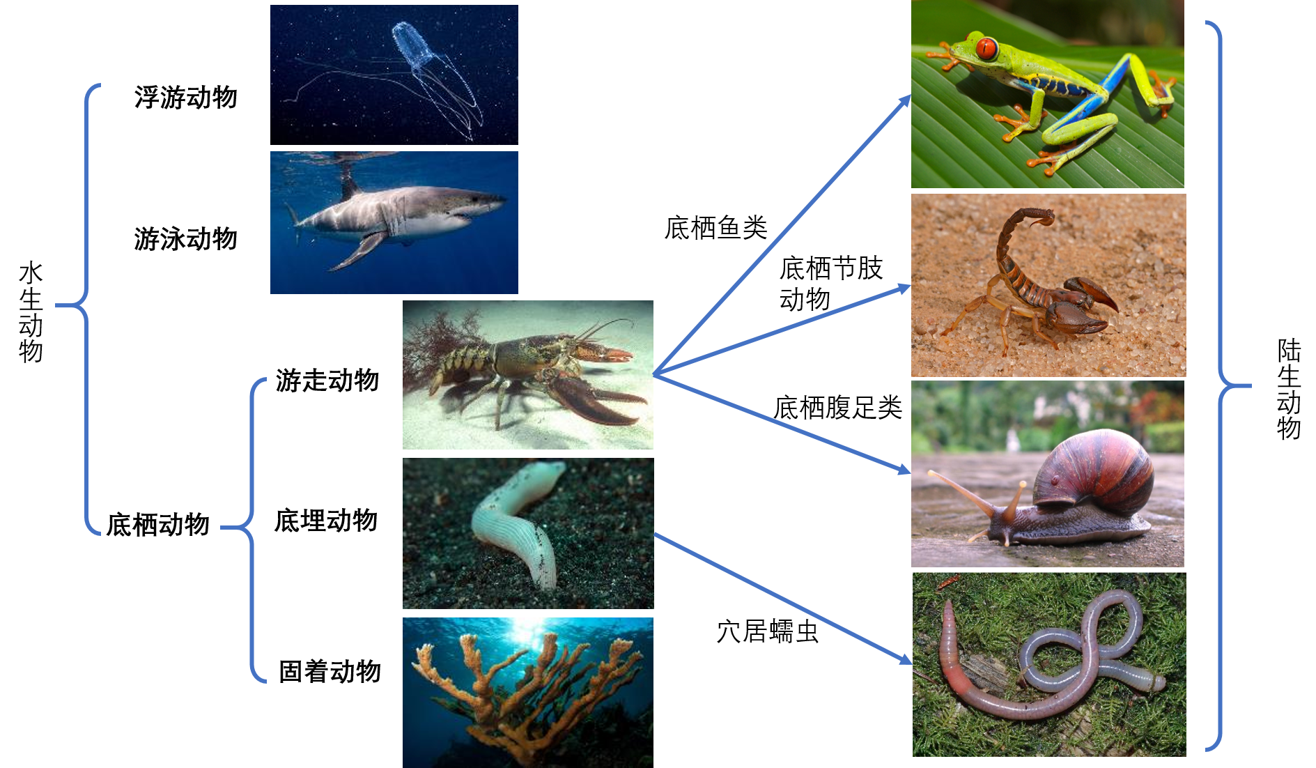 为什么软体动物门中腹足纲动物已登上陆地,而更加聪明的头足纲动物却